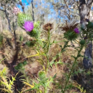 Cirsium vulgare at O'Malley, ACT - 7 Mar 2023