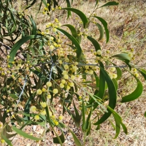 Acacia implexa at O'Malley, ACT - 7 Mar 2023 03:22 PM