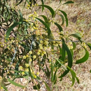 Acacia implexa at O'Malley, ACT - 7 Mar 2023