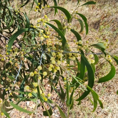 Acacia implexa (Hickory Wattle, Lightwood) at Mount Mugga Mugga - 7 Mar 2023 by Mike