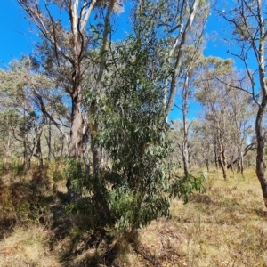 Acacia implexa at O'Malley, ACT - 7 Mar 2023