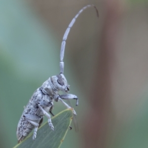 Acalolepta sp. (genus) at Paddys River, ACT - 3 Mar 2023