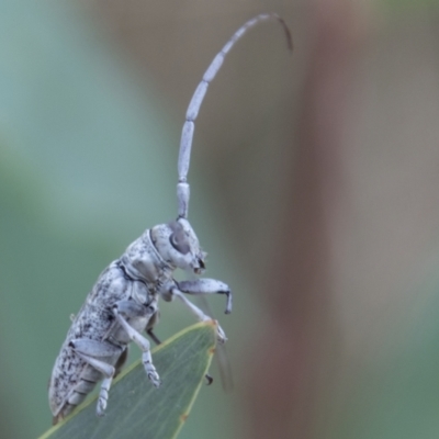 Acalolepta sp. (genus) (Longhorn beetle) at Tidbinbilla Nature Reserve - 2 Mar 2023 by SWishart