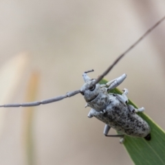 Acalolepta sp. (genus) at Paddys River, ACT - 3 Mar 2023 10:23 AM