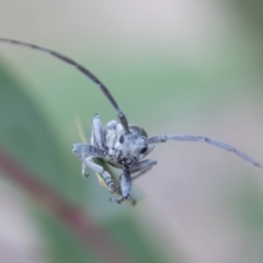 Acalolepta sp. (genus) at Paddys River, ACT - 3 Mar 2023 10:23 AM