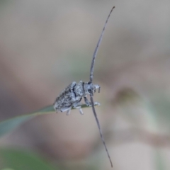 Acalolepta sp. (genus) at Paddys River, ACT - 3 Mar 2023