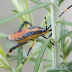 Amorbus sp. (genus) (Eucalyptus Tip bug) at Paddys River, ACT - 2 Mar 2023 by SWishart