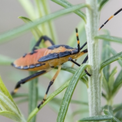 Amorbus sp. (genus) (Eucalyptus Tip bug) at Tidbinbilla Nature Reserve - 2 Mar 2023 by SWishart