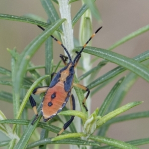 Amorbus (genus) at Paddys River, ACT - 3 Mar 2023 10:06 AM