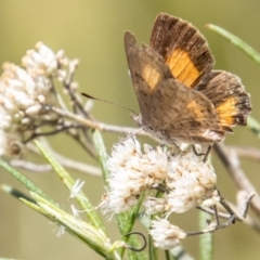 Paralucia aurifera (Bright Copper) at Tidbinbilla Nature Reserve - 3 Mar 2023 by SWishart