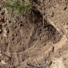 Pogona barbata (Eastern Bearded Dragon) at Red Hill to Yarralumla Creek - 7 Mar 2023 by KL