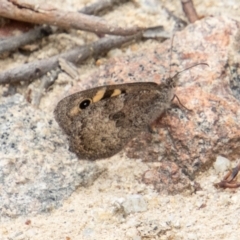 Geitoneura klugii (Marbled Xenica) at Paddys River, ACT - 3 Mar 2023 by SWishart