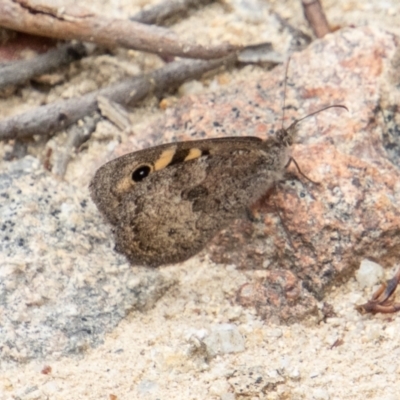 Geitoneura klugii (Marbled Xenica) at Paddys River, ACT - 2 Mar 2023 by SWishart