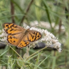 Heteronympha merope (Common Brown Butterfly) at Tidbinbilla Nature Reserve - 3 Mar 2023 by SWishart