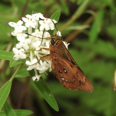 Trapezites symmomus (Splendid Ochre) at Lakesland, NSW - 1 Mar 2023 by GlossyGal