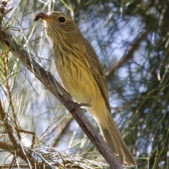 Pachycephala rufiventris (Rufous Whistler) at Stony Creek - 26 Feb 2023 by KorinneM