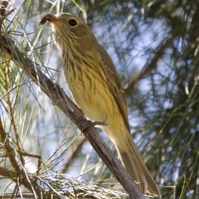 Pachycephala rufiventris (Rufous Whistler) at Stromlo, ACT - 26 Feb 2023 by KorinneM