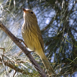 Pachycephala rufiventris at Stromlo, ACT - 26 Feb 2023