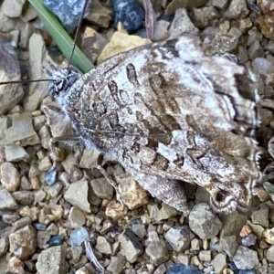 Ogyris amaryllis at Stromlo, ACT - 7 Mar 2023 02:09 PM