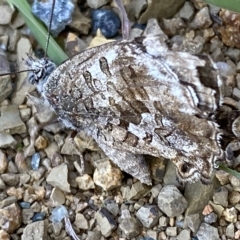 Ogyris amaryllis at Stromlo, ACT - 7 Mar 2023 02:09 PM