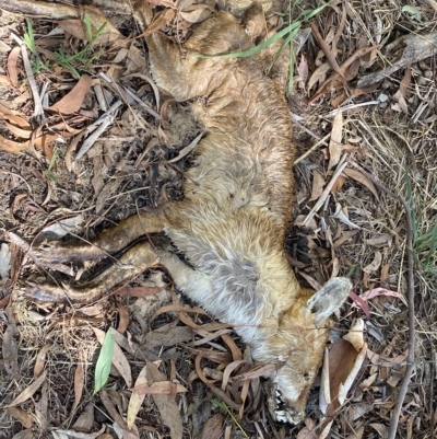 Vulpes vulpes (Red Fox) at Bruce, ACT - 7 Mar 2023 by SteveBorkowskis