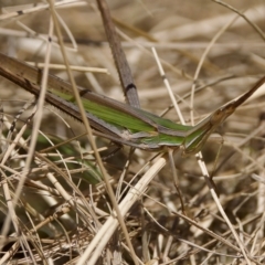 Acrida conica (Giant green slantface) at Stromlo, ACT - 26 Feb 2023 by KorinneM