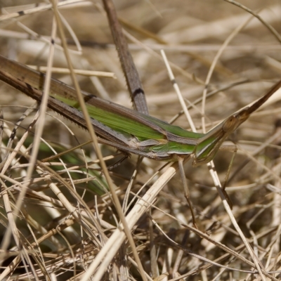 Acrida conica (Giant green slantface) at Stony Creek - 26 Feb 2023 by KorinneM