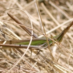 Acrida conica at Stromlo, ACT - 26 Feb 2023