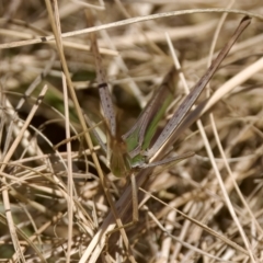 Acrida conica at Stromlo, ACT - 26 Feb 2023