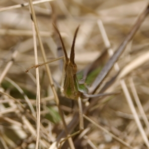 Acrida conica at Stromlo, ACT - 26 Feb 2023 12:51 PM