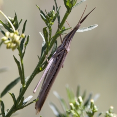 Acrida conica (Giant green slantface) at Stony Creek - 26 Feb 2023 by KorinneM