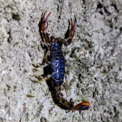 Unidentified Scorpion (Scorpionidae) at Mount Field, TAS - 4 Mar 2023 by HelenCross