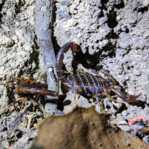 Cercophonius squama at Mount Field, TAS - 4 Mar 2023