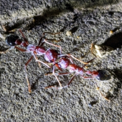 Myrmecia forficata (A Bull ant) at Mount Field, TAS - 4 Mar 2023 by HelenCross