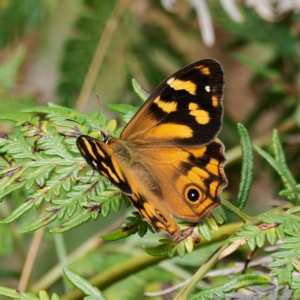 Heteronympha banksii at Paddys River, ACT - 2 Mar 2023