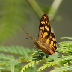 Heteronympha banksii at Paddys River, ACT - 2 Mar 2023