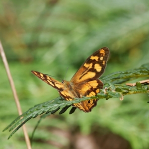 Heteronympha banksii at Paddys River, ACT - 2 Mar 2023