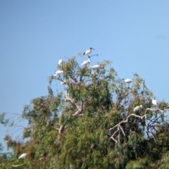 Threskiornis molucca (Australian White Ibis) at Cullivel, NSW - 6 Mar 2023 by Darcy