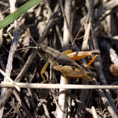 Phaulacridium vittatum (Wingless Grasshopper) at Stromlo, ACT - 26 Feb 2023 by KorinneM