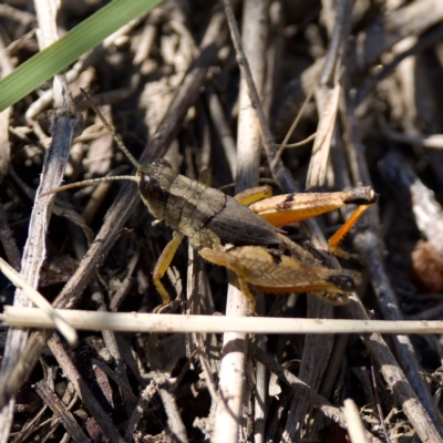 Phaulacridium vittatum (Wingless Grasshopper) at Stromlo, ACT - 26 Feb 2023 by KorinneM