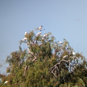 Platalea regia at Cullivel, NSW - 7 Mar 2023 10:23 AM