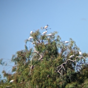 Platalea regia at Cullivel, NSW - 7 Mar 2023 10:23 AM