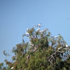 Platalea regia at Cullivel, NSW - 7 Mar 2023