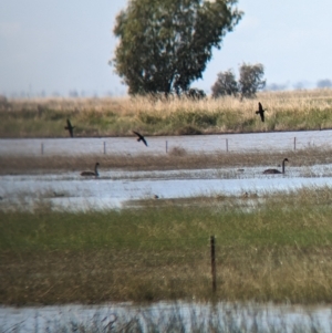 Cygnus atratus (Black Swan) at Cullivel, NSW by Darcy