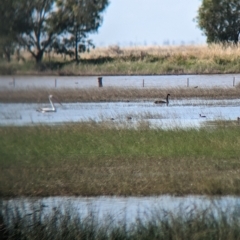 Cygnus atratus at Cullivel, NSW - 7 Mar 2023 10:24 AM