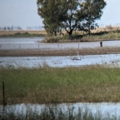 Pelecanus conspicillatus (Australian Pelican) at Cullivel, NSW - 6 Mar 2023 by Darcy