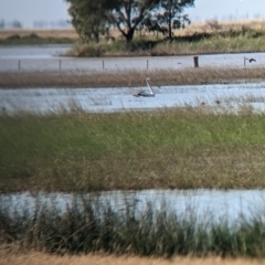 Pelecanus conspicillatus at Cullivel, NSW - 7 Mar 2023 10:24 AM