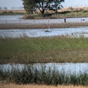 Pelecanus conspicillatus at Cullivel, NSW - 7 Mar 2023 10:24 AM