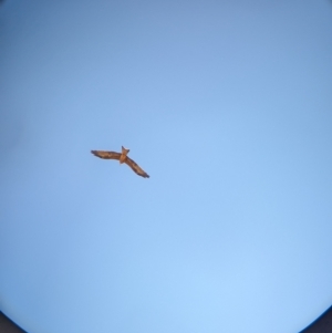 Milvus migrans at Cullivel, NSW - 7 Mar 2023 10:32 AM