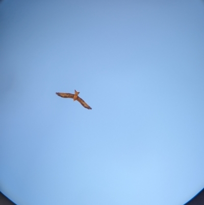 Milvus migrans (Black Kite) at Cullivel, NSW - 7 Mar 2023 by Darcy